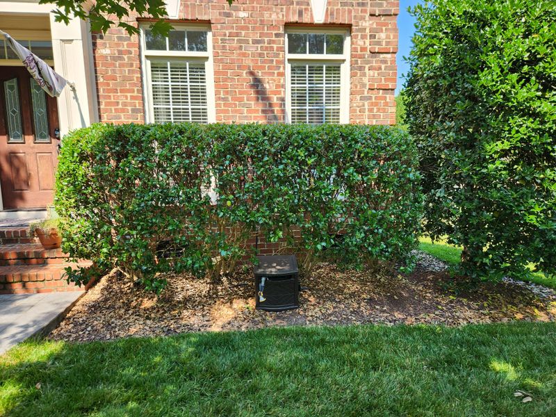 Shrubs Blocking Windows And Light