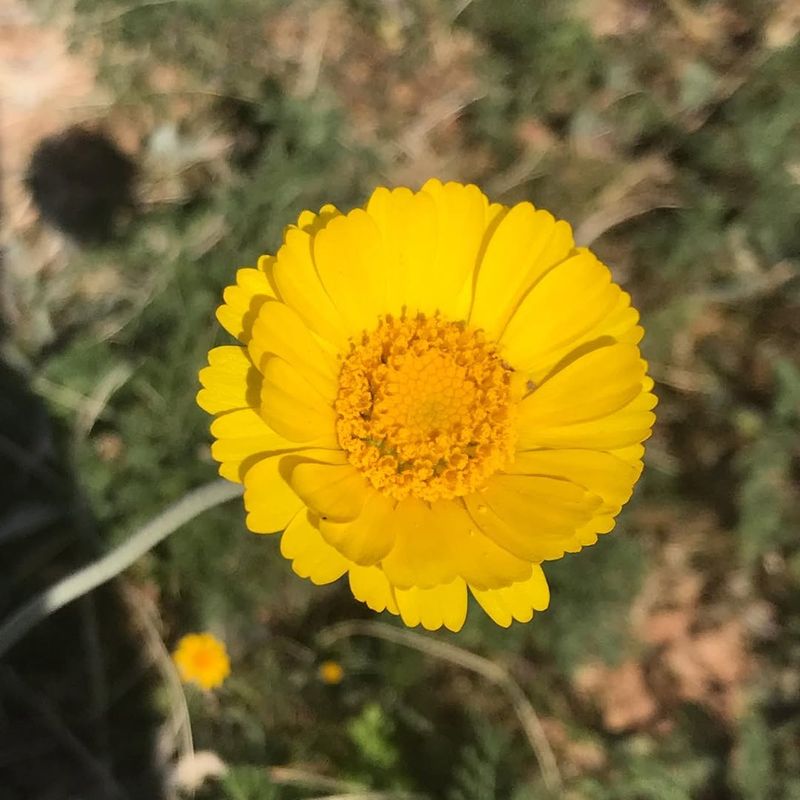 Desert Marigold