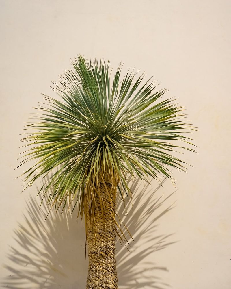 Beaked Yucca (Yucca rostrata)