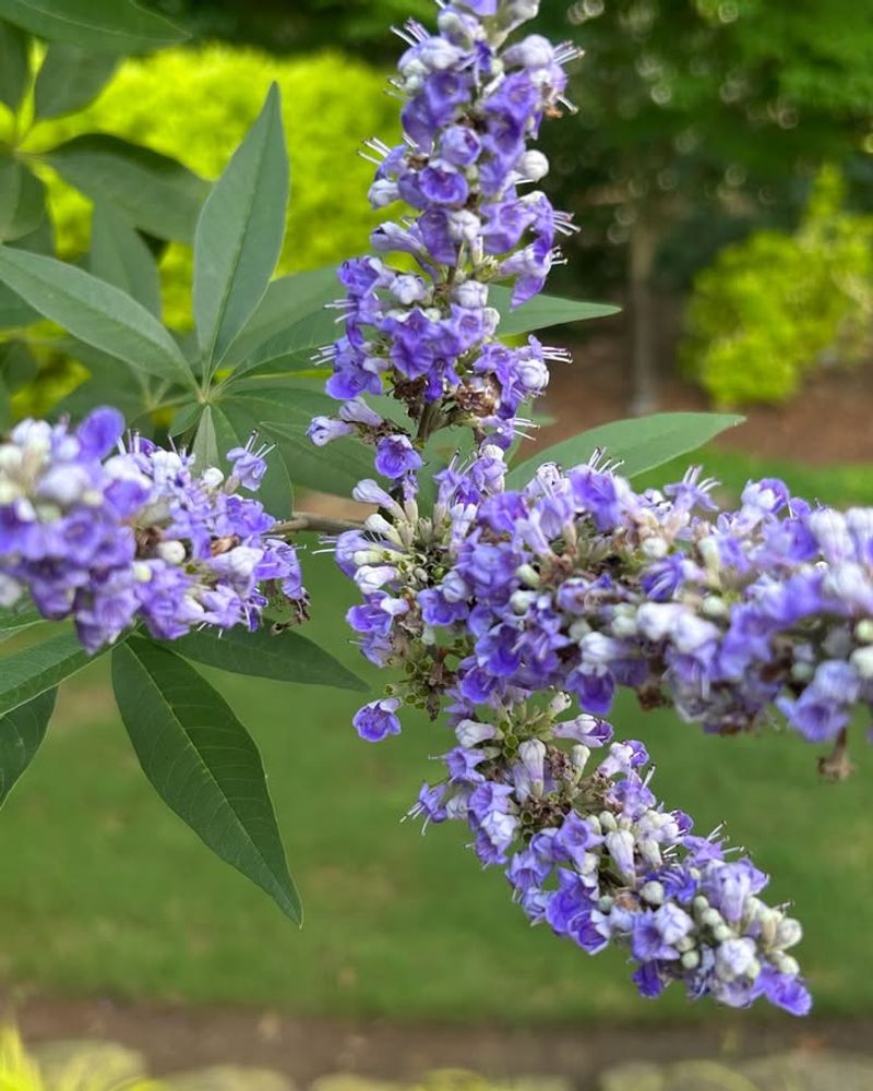 Vitex (Chaste Tree)