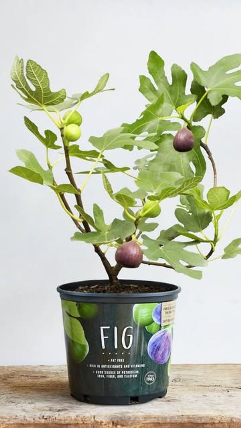 Fig