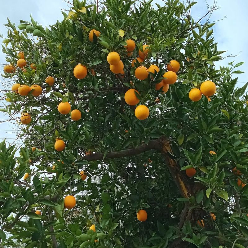 Valencia Orange (Citrus Sinensis)