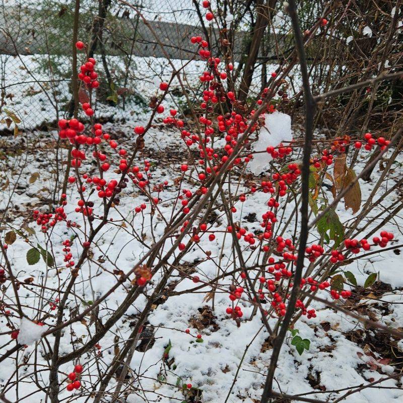 Winterberry Thrives In Michigan's Cold Winters