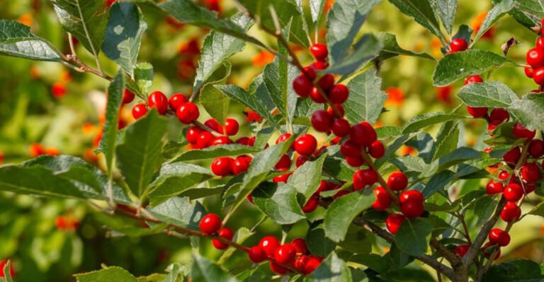 winterberry