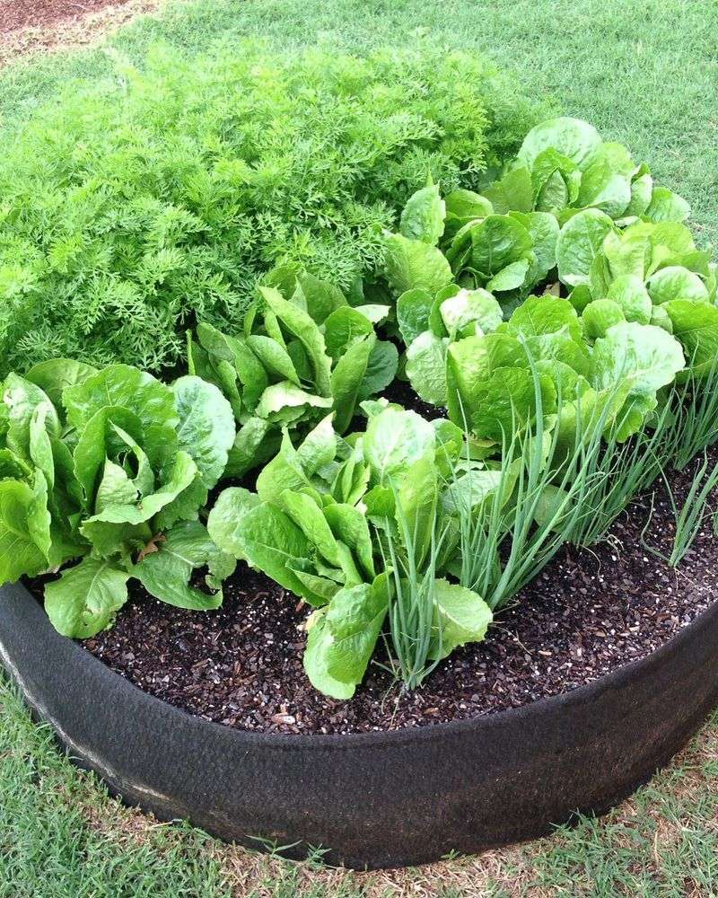 Salad Garden Planter