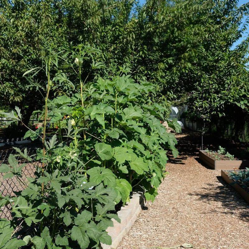Early April For Heat-Loving Summer Vegetables