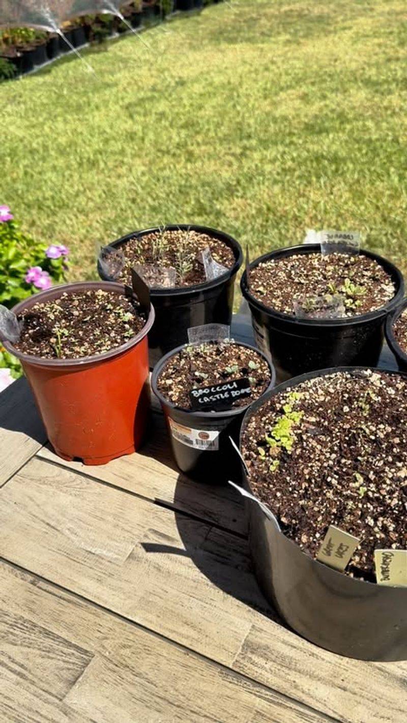 Early October For Cold-Hardy Greens And Herbs