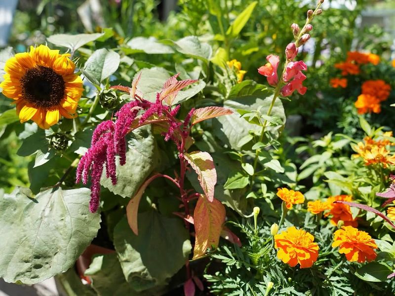 Late Summer (Late August to September)