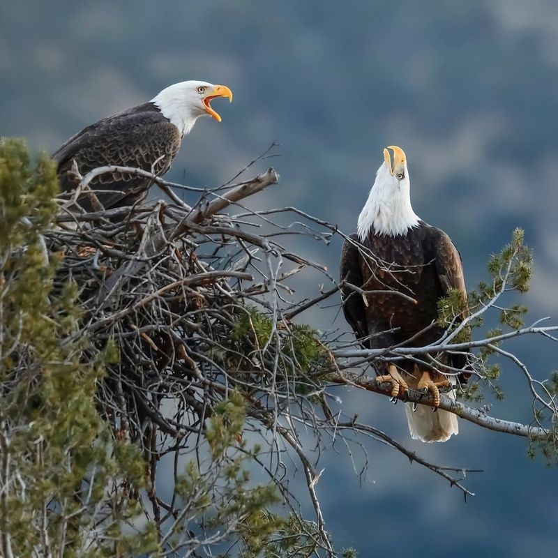 Bald Eagles And Their Nesting Areas