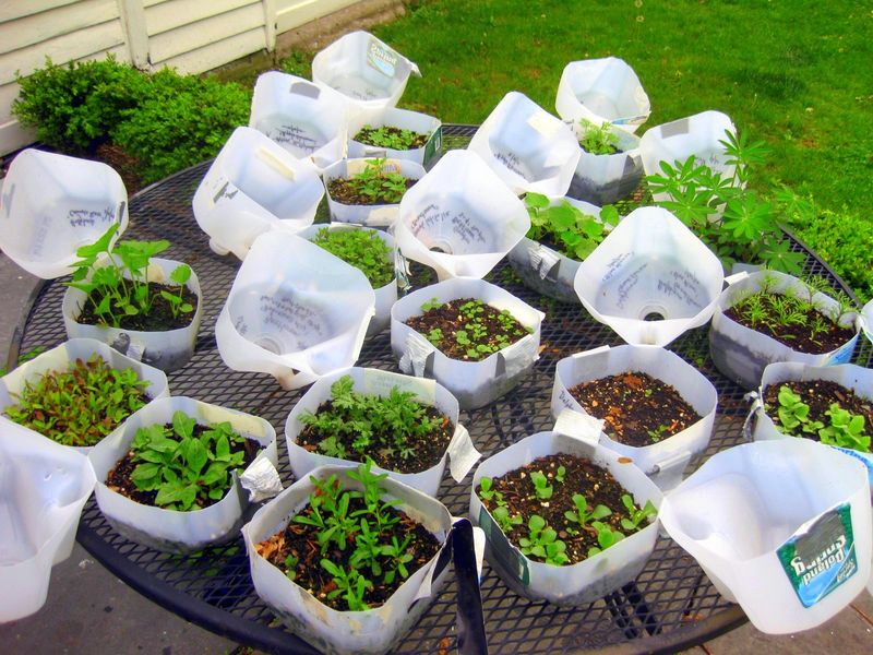 Ohio Garden Seeds That Thrive With Winter Sowing