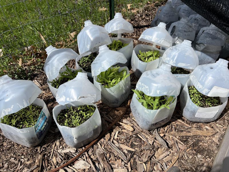 Perfect Winter Sowing Timing For Ohio Growers