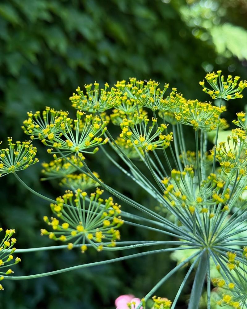 Dill (Anethum Graveolens)