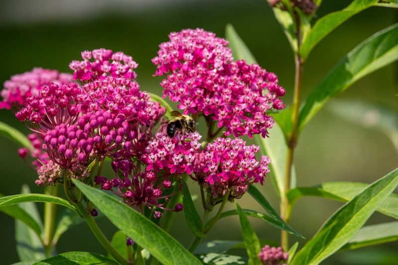 Growing Milkweed Helps Combat Habitat Loss