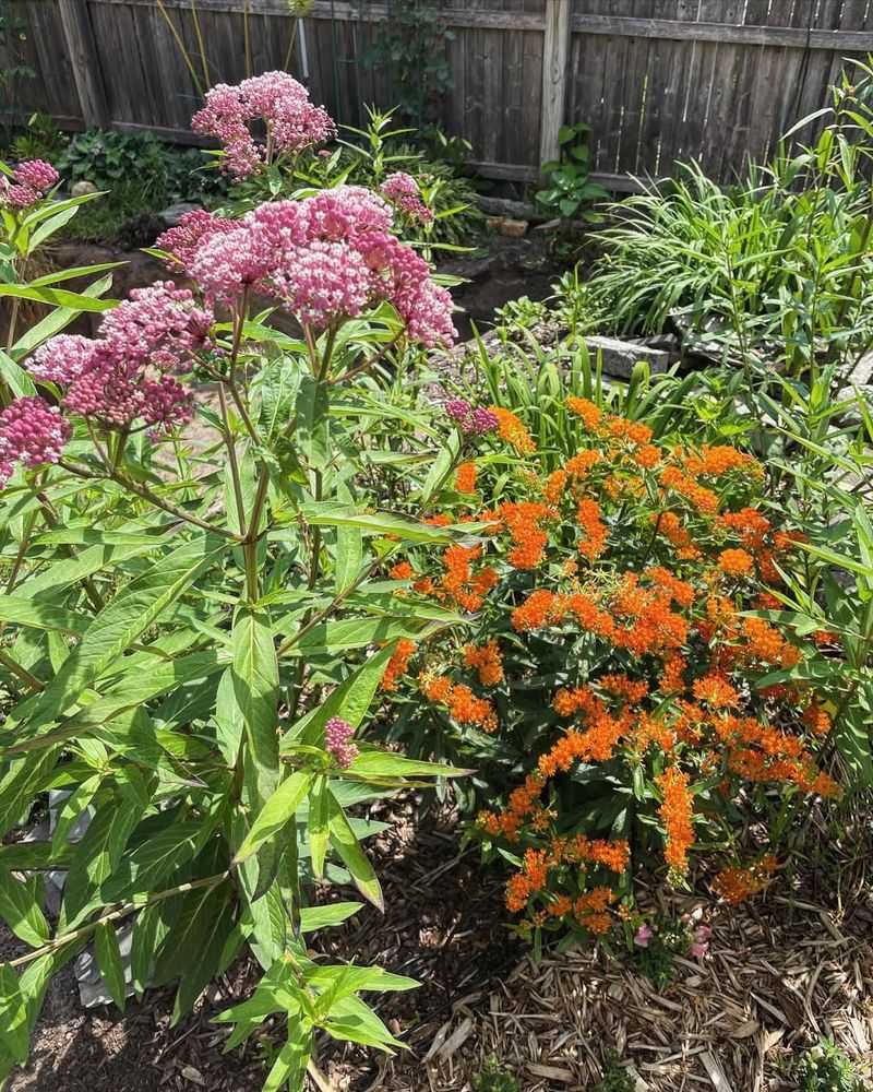 The Best Milkweed Varieties For Minnesota Gardens