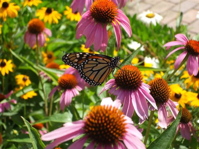 Purple Coneflower