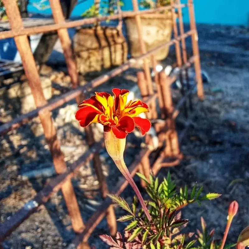 Water Spinach (Ipomoea Aquatica)