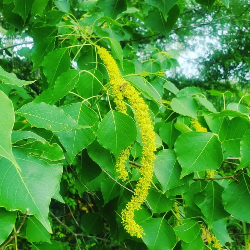 Chinese Tallow Tree (Triadica Sebifera)