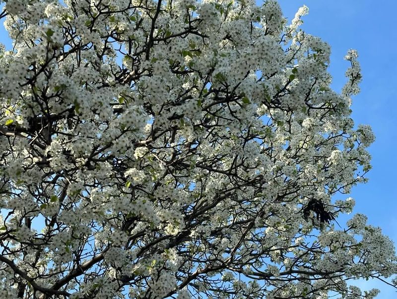 Callery Pear (Bradford Pear And Related Cultivars)