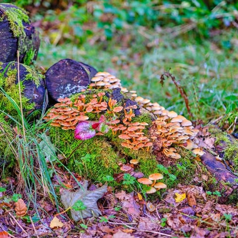 Use Of Native Fungi Encourages Biodiversity