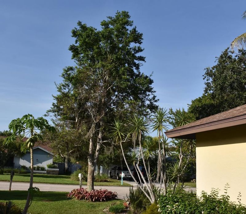 Accent Trees For Shade And Beauty