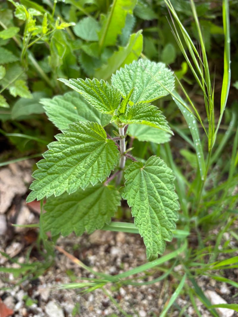 Human Disturbance Creates Perfect Entry Points