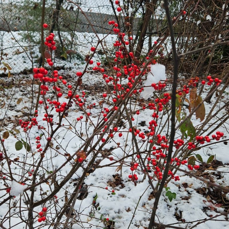 Cold Winters Actually Improve Berry Persistence