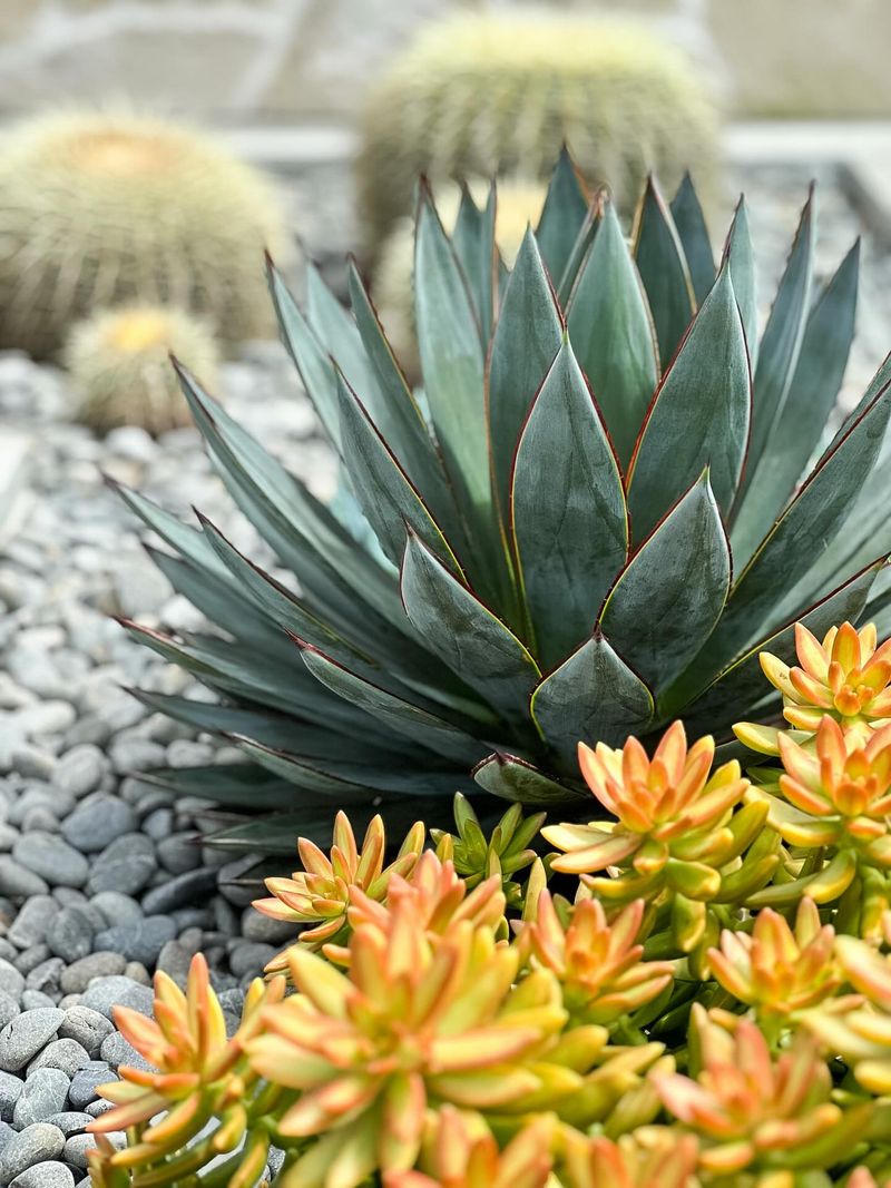 Sculptural Succulents And Agaves As Focal Points