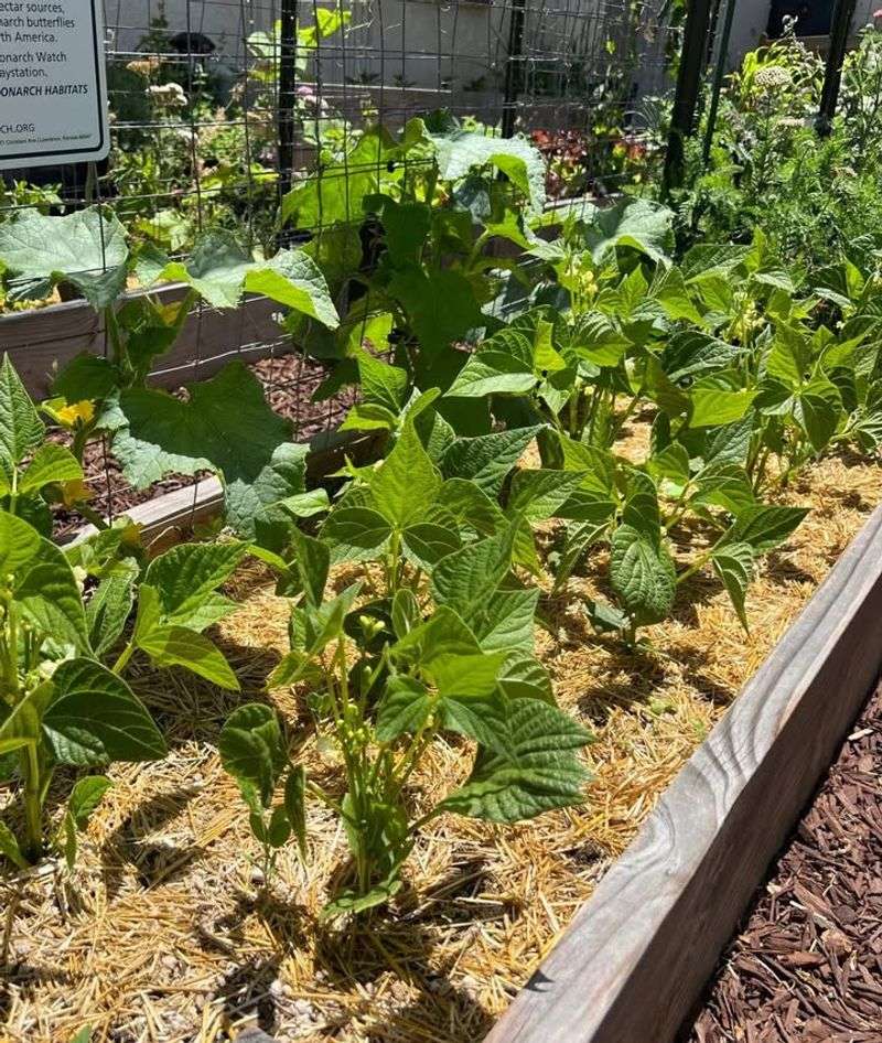 Cold Spring Soils Warm Faster In Full Sun Locations