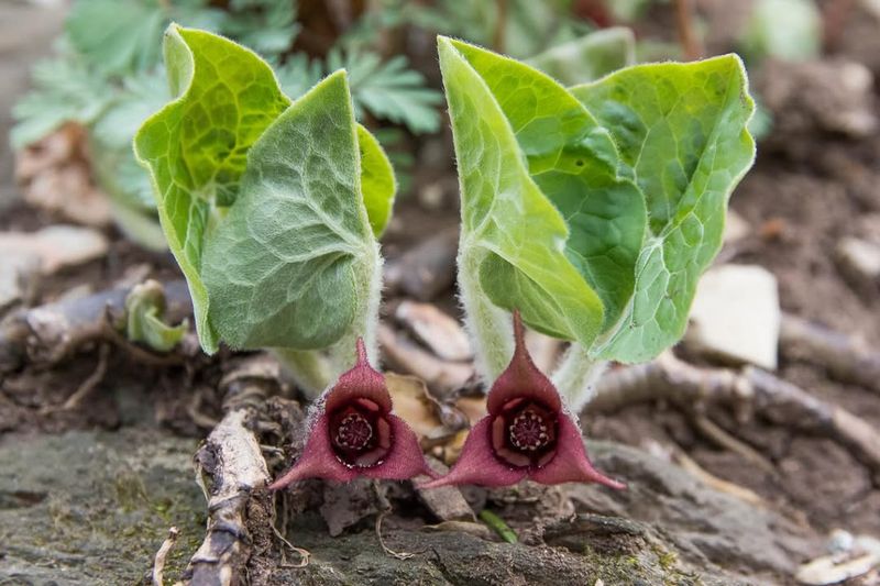 Native Species Resist Local Pests and Diseases Naturally