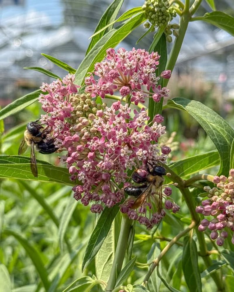 Milkweed Supports More Than Just Monarchs