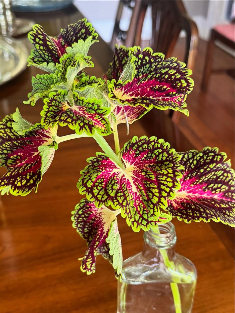 Coleus