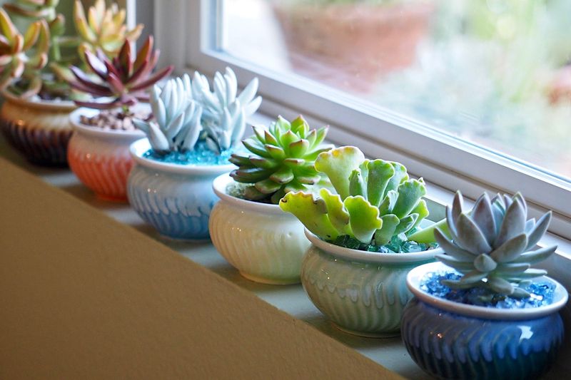 Succulents