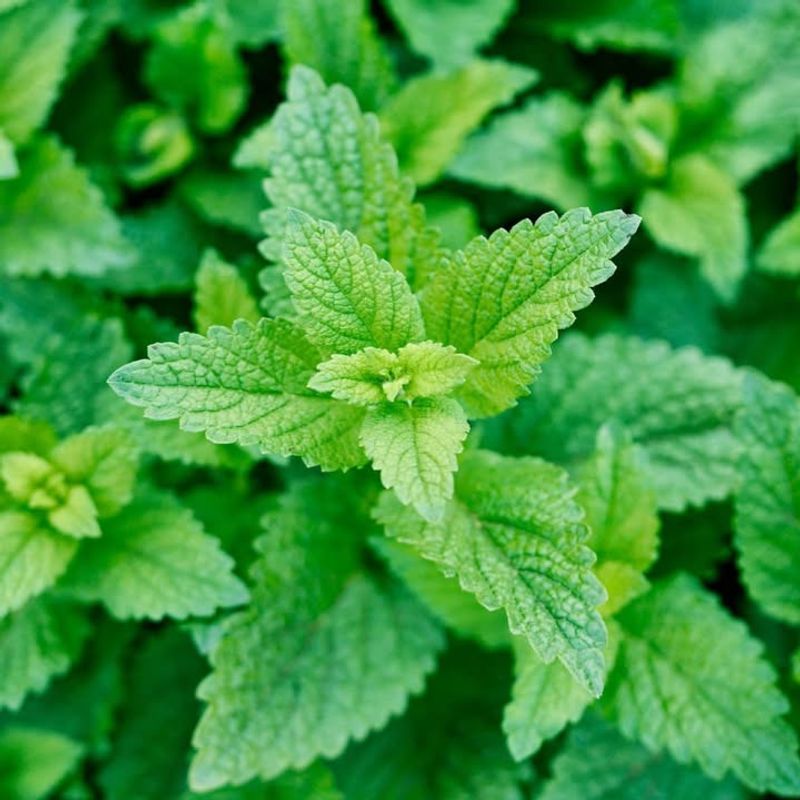 Lemon Balm