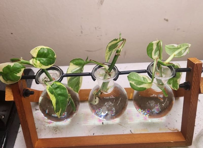 Philodendron Node Propagation