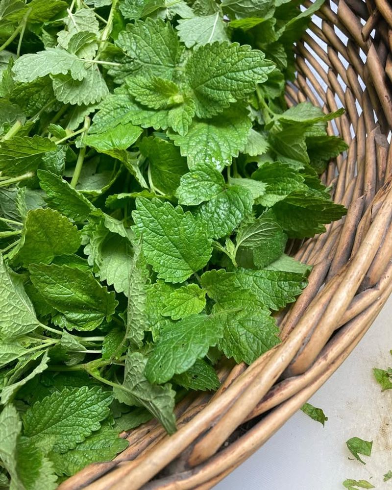 Lemon Balm (Melissa Officinalis)