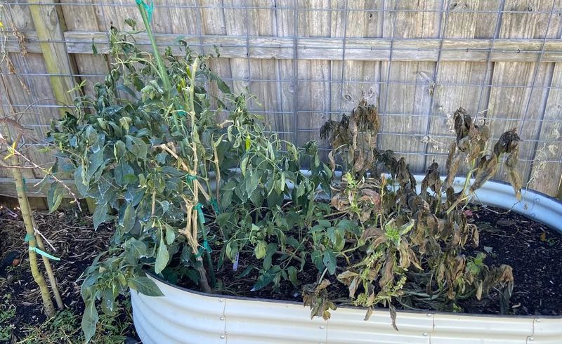 Planting Too Early Before The Last Frost