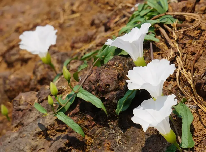 How To Stop Bindweed From Returning Next Season