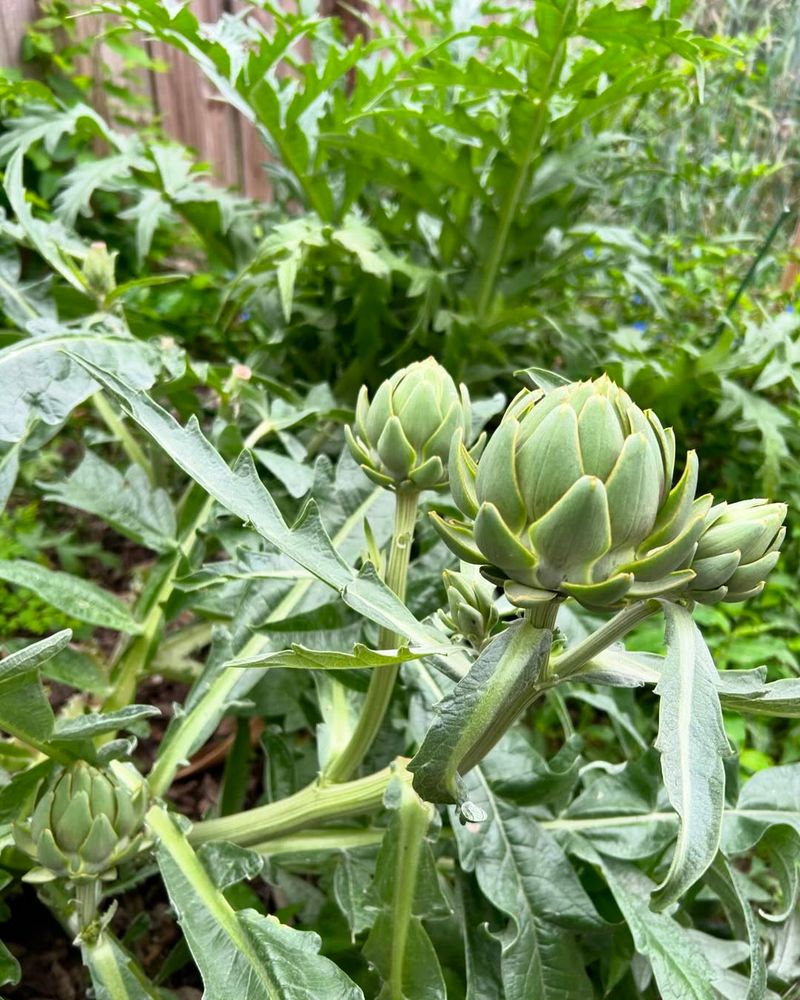 Use Perennials That Produce Year After Year