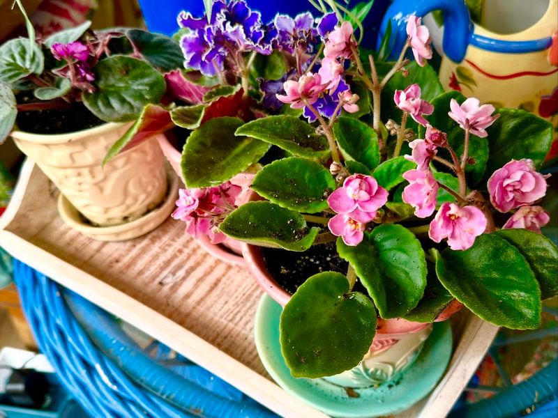 Choose Houseplants That Respond Well To Natural Feeding