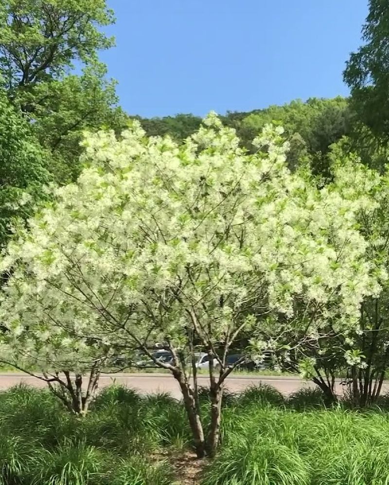 How To Choose The Right Tree For Your Pennsylvania Garden Goals