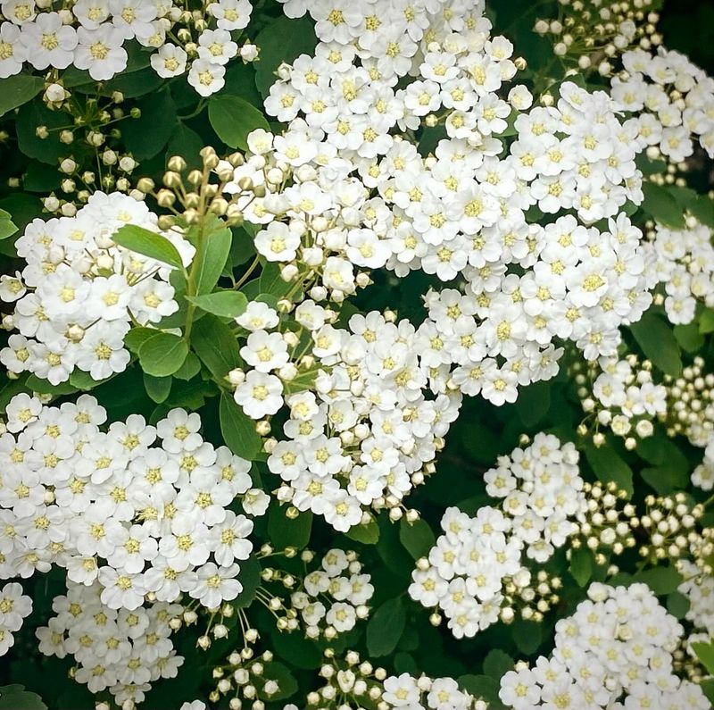 Spirea