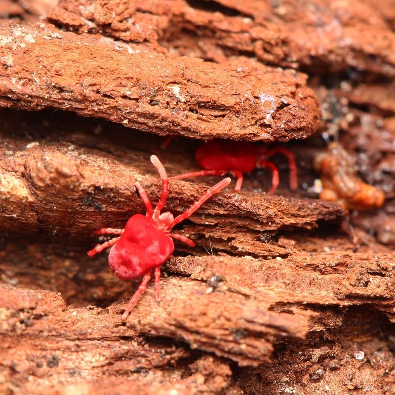 They Sometimes Invade Homes In Large Numbers