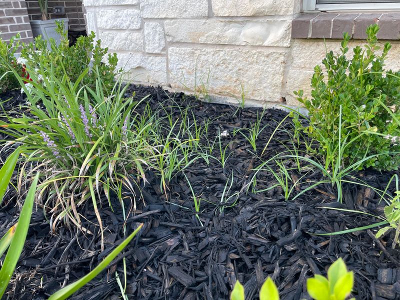 Weeds Can Germinate Beneath Early Mulch Layers