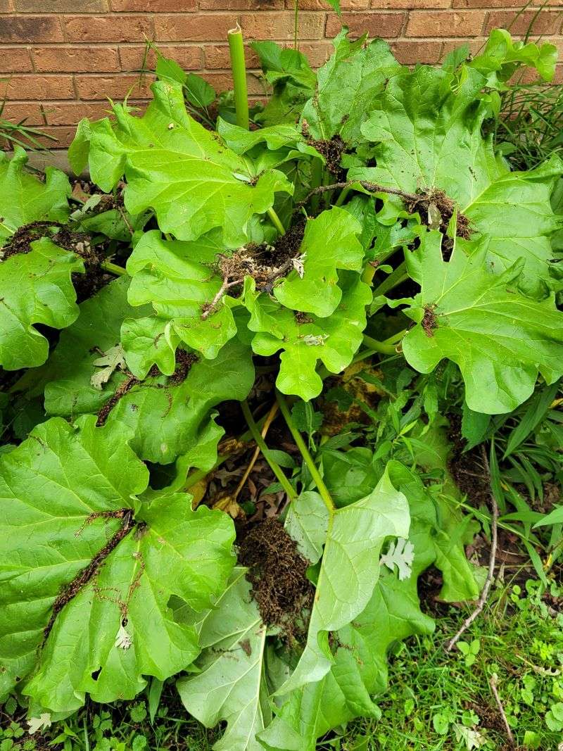 Managing Competition From Nearby Plants