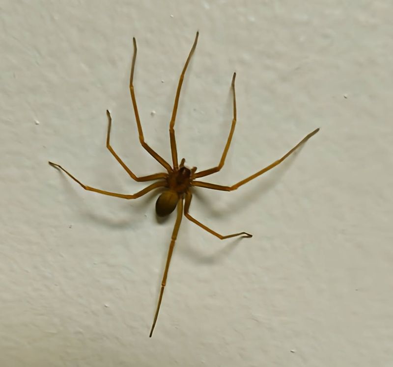 Yellow Sac Spider (Cheiracanthium species)