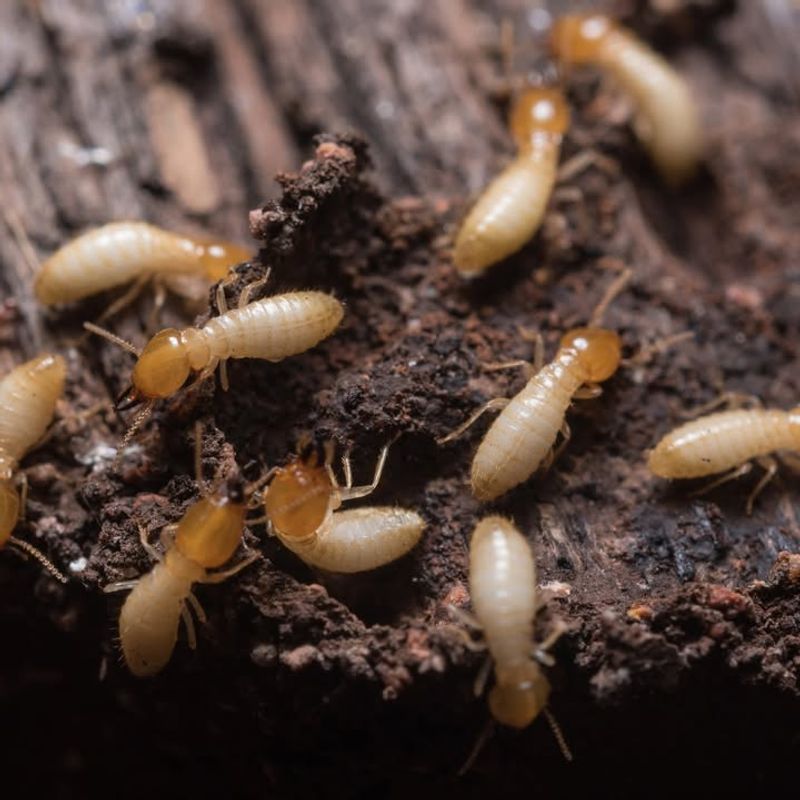 Southern Chinch Bugs