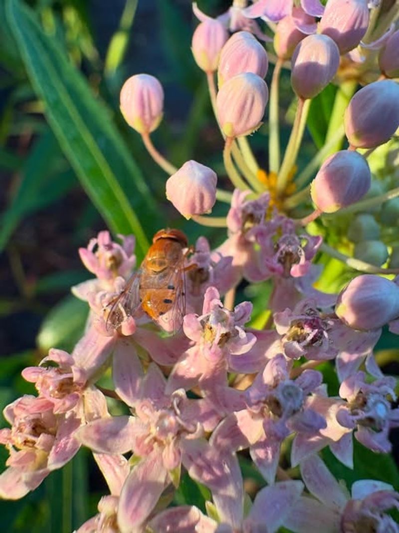 Native Pollinators Flock To Milkweed Flowers