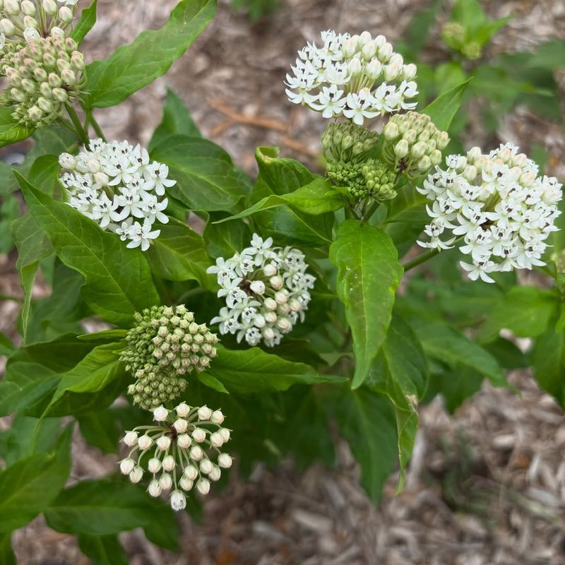 Native Texas Varieties Thrive In Heat