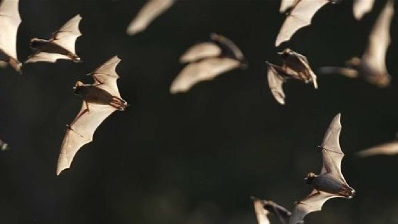 Bats Claim Legal Rights To Your Eaves