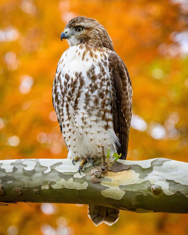 Red-Tailed Hawks